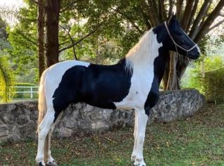 Cavalo Mangalarga | Preço Venda Compra - MF Rural
