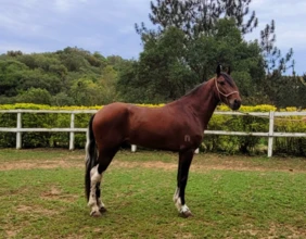 Cavalo Mangalarga Marchador