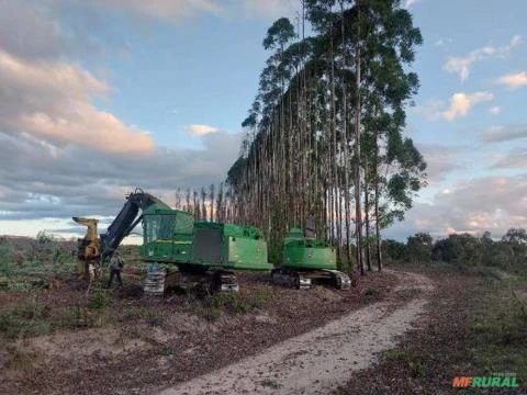 Prestação de serviços corte de eucalipto