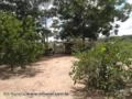 FAZENDA BARATISSIMA NO MT   DE  PECUARIA/LAVOURA