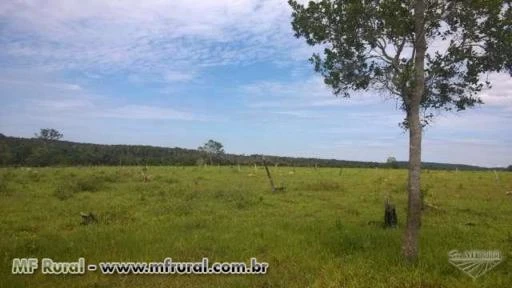 FAZENDA BARATISSIMA NO MT   DE  PECUARIA/LAVOURA