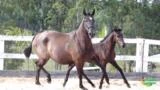 Cavalos puro sangue lusitanos a venda