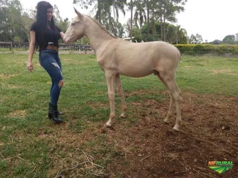 Cavalos puro sangue lusitanos a venda