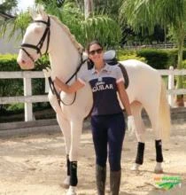 Cavalos puro sangue lusitanos a venda