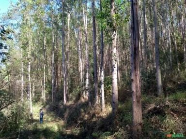 FLORESTA DE EUCALIPTO Imagem FLORESTA DE EUCALIPTO