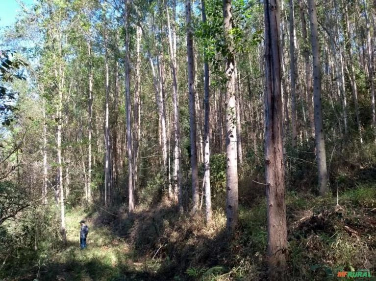 FLORESTA DE EUCALIPTO Imagem FLORESTA DE EUCALIPTO