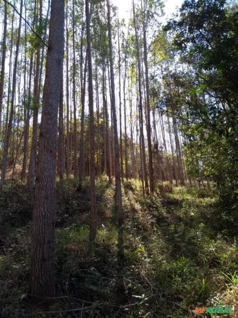 Imagem FLORESTA DE EUCALIPTO Imagem FLORESTA DE EUCALIPTO