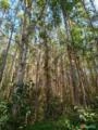 FLORESTA DE EUCALIPTO Imagem FLORESTA DE EUCALIPTO