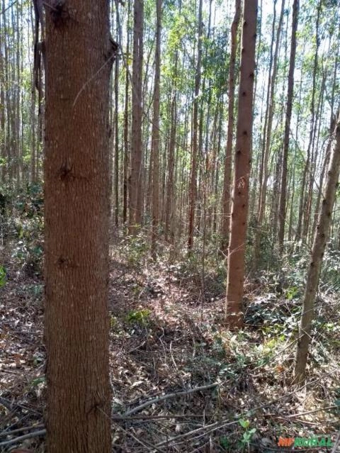 Imagem FLORESTA DE EUCALIPTO Imagem FLORESTA DE EUCALIPTO