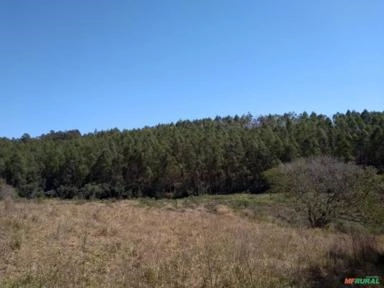 Imagem FLORESTA DE EUCALIPTO Imagem FLORESTA DE EUCALIPTO