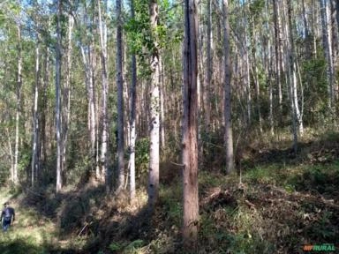 Imagem FLORESTA DE EUCALIPTO Imagem FLORESTA DE EUCALIPTO