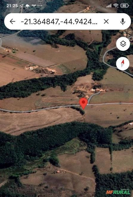 Imagem FLORESTA DE EUCALIPTO Imagem FLORESTA DE EUCALIPTO