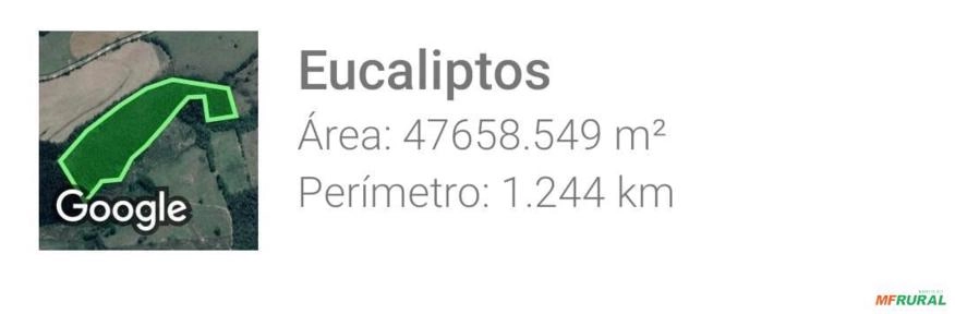 Imagem FLORESTA DE EUCALIPTO Imagem FLORESTA DE EUCALIPTO