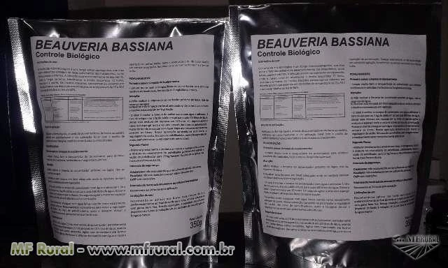 Fungo Beauveria Bassiana no controle biológico do Moleque da Bananeira