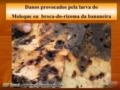 Fungo Beauveria Bassiana no controle biológico do Moleque da Bananeira