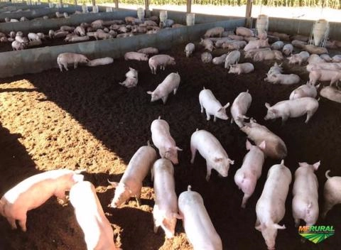 Composto Orgânico de Suínos Imagem Composto Orgânico de Suínos