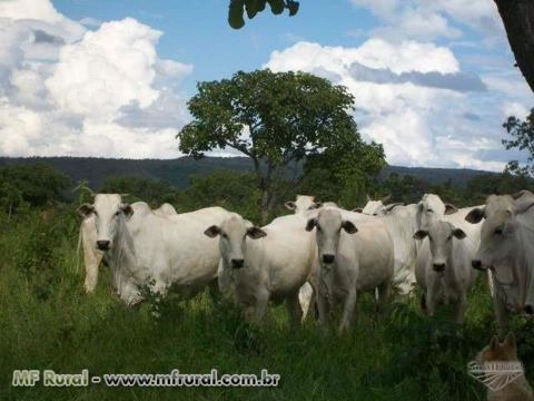 Vacas e novilhas Nelore PO Imagem Vacas e novilhas Nelore PO