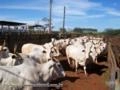 Vacas e novilhas Nelore PO Imagem Vacas e novilhas Nelore PO