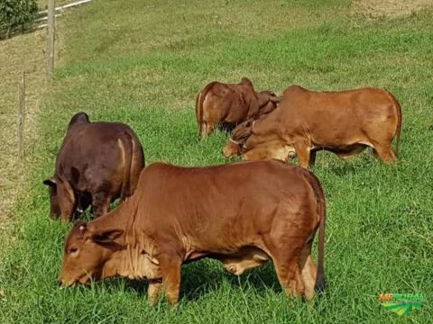 Touro Sindi PO - Venda Imagem Touro Sindi PO - Venda