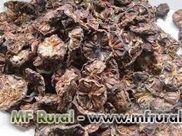 NONI DESIDRATADO Imagem NONI DESIDRATADO