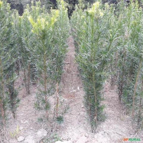 Planta do vale Imagem Planta do vale