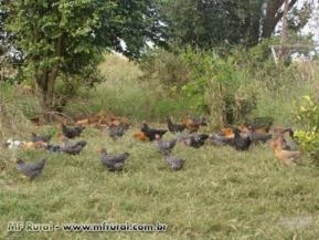 VENDE-SE FRANGO CAIPIRA