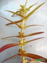 Ammannia sp. (possivelemente a A. coccinea)