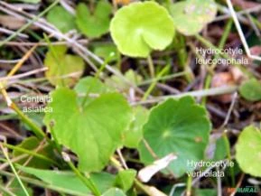 Hydrocotyle verticillata