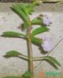 Hygrophila polysperma Ceylon