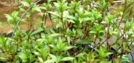 Hygrophila polysperma Ceylon