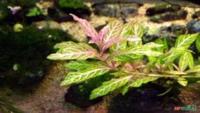 Hygrophila polysperma var. SUNSET