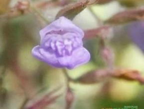 Hygrophila sp. "púrpura"