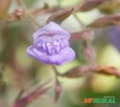Hygrophila sp. "púrpura"