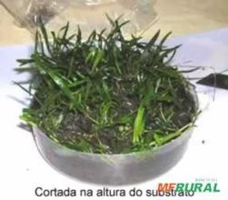 Lilaeopsis brasiliensis “ graminha” tapete pronto já com substrato