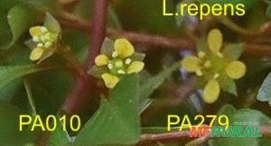 Ludwigia sp. (ex-palustris)