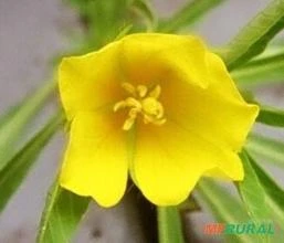 Ludwigia sp. nativa de Mato Grosso