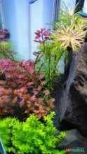 Ludwigia sp. " mini super red"