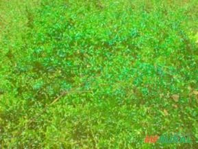 Vesicularia dubyana (PA071C) Musgo de Singapura em carpetes plantados em xaxim para paludários Ref.P