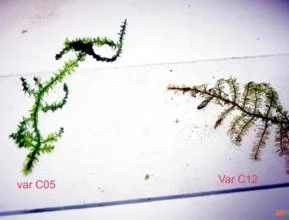 Vesicularia vesicularis "var. C05" emersa