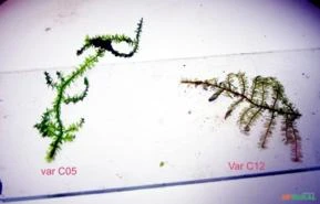 Vesicularia vesicularis "var. C05" emersa