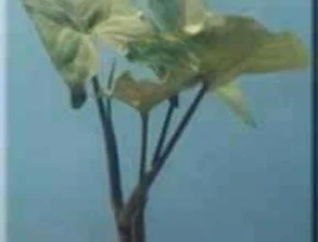 Syngonium podophyllum “verde”