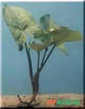 Syngonium podophyllum “verde”