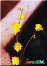 Utricularia sp.(gibba?)