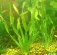 Vallisneria sp. Sunshine