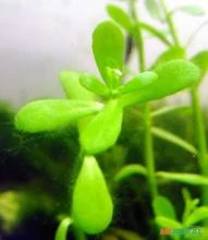 Bacopa monieri planta coletada por amigo de cliente e ainda sem classificação botanica