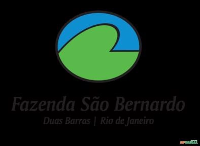 Nelore em Duas Barras Rio de Janeiro Imagem Nelore em Duas Barras Rio de Janeiro