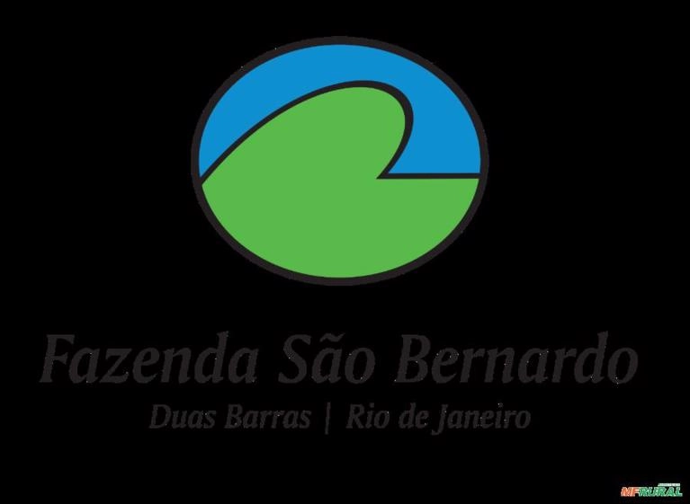 Nelore em Duas Barras Rio de Janeiro Imagem Nelore em Duas Barras Rio de Janeiro