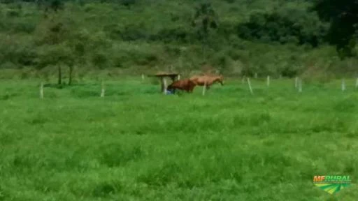 FAZENDA UBERABA-MG (BR050)