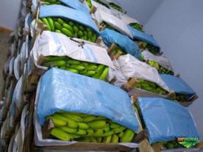 Bananas verdes e climatizadas compra e venda