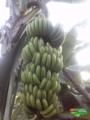 Bananas verdes e climatizadas compra e venda Imagem Bananas verdes e climatizadas compra e venda